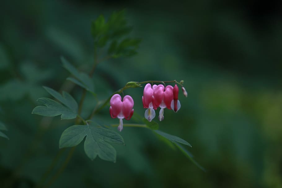 selective focus photo of pink petaled flower, nature, some people don't