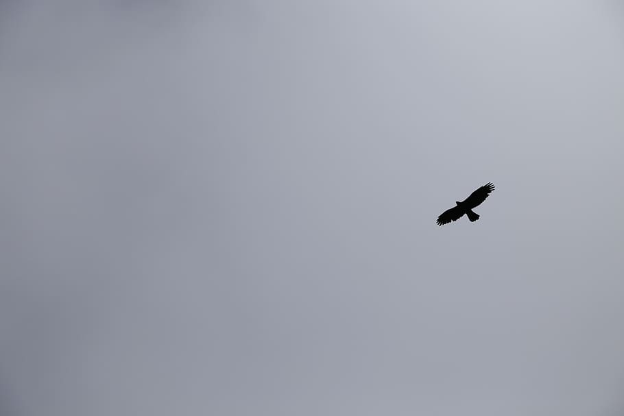 sky, eagle, black and white, wings, flight, animal, animal themes HD wallpaper