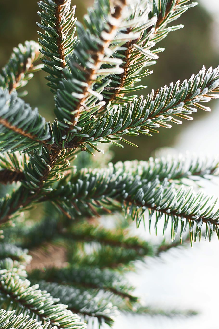 spruce tree, green leafed plant, forest, branch, christmas, growth HD wallpaper