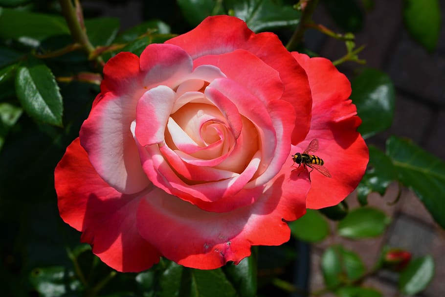 rose, blossom, bloom, flower, rose blooms, close, pink rose, HD wallpaper
