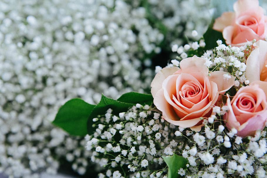 focus photo of pink flowers, shallow focus photography of pink roses surrounded by white flowers HD wallpaper