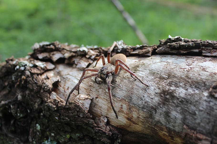 Spider, Tree, Nature, Scary, Beautiful, wood, mysterious, one animal HD wallpaper