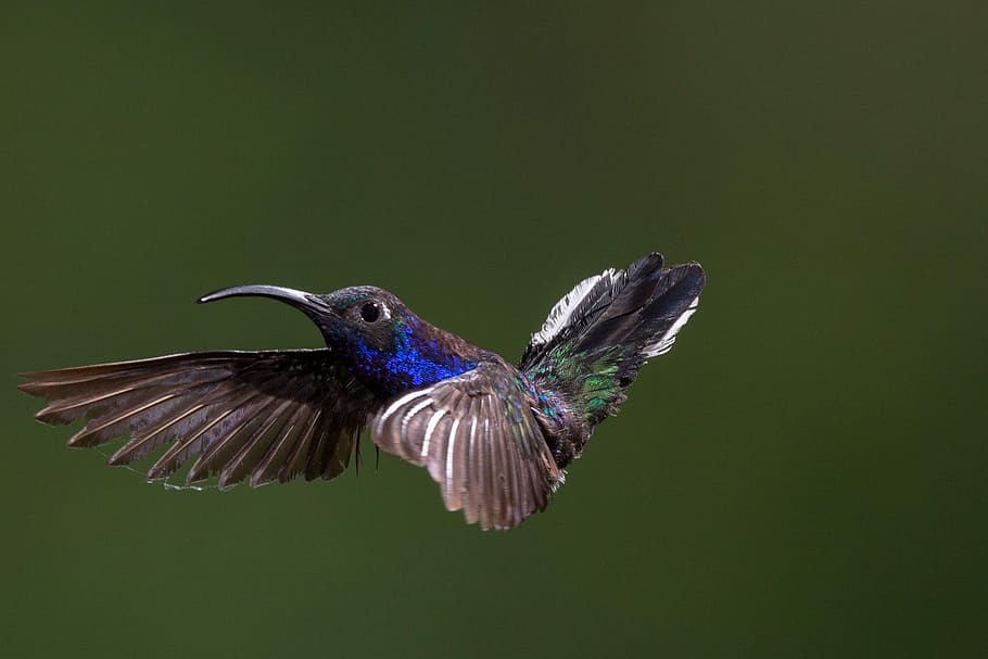 Hummingbird in Flight, avian, photos, public domain, animal, iridescent, HD wallpaper