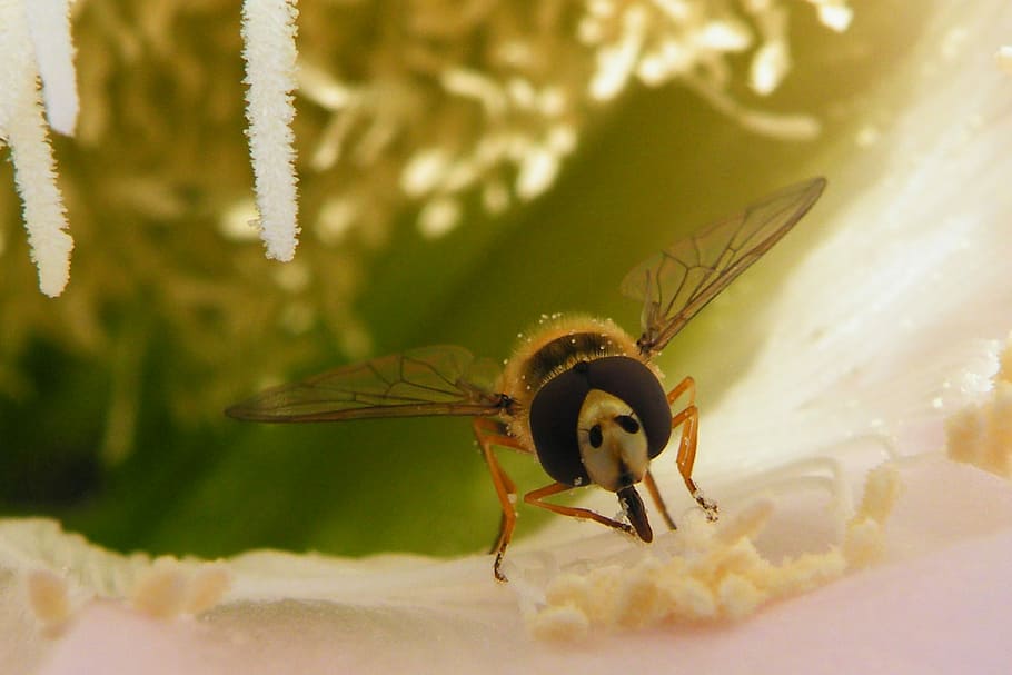 Bee, Proboscis, Insect, Wing, Pollen, insect photo, creature HD wallpaper