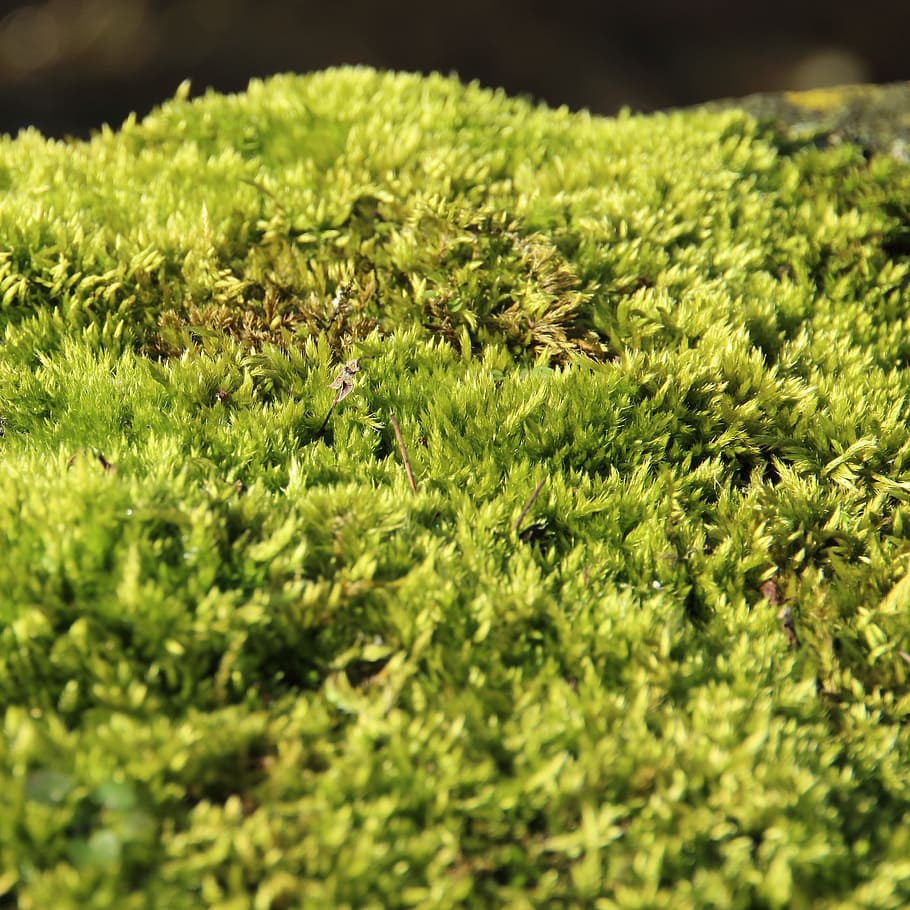 Moss, Forest, Soft, Fluffy, green, green color, grass, nature HD wallpaper