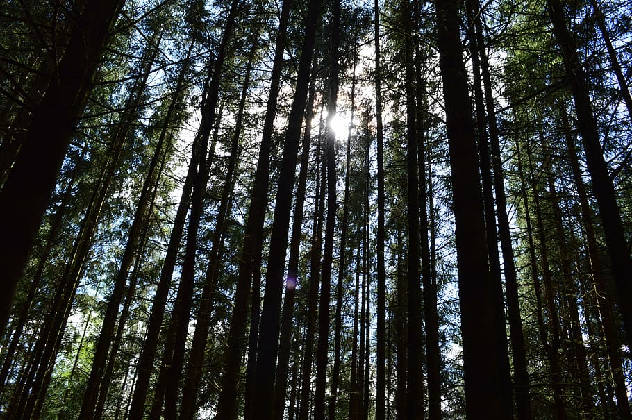 trees, sunlight, atmospheric, forest, plant, land, low angle view HD wallpaper