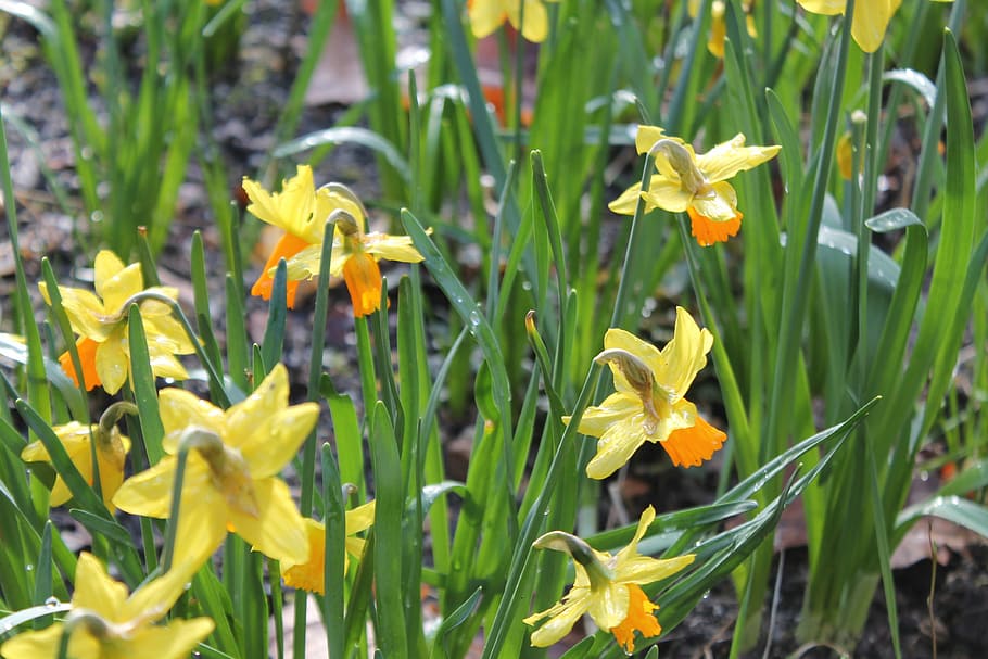 Daffodil, Daffodils, Yellow, Blossom, bloom, spring, flower HD wallpaper