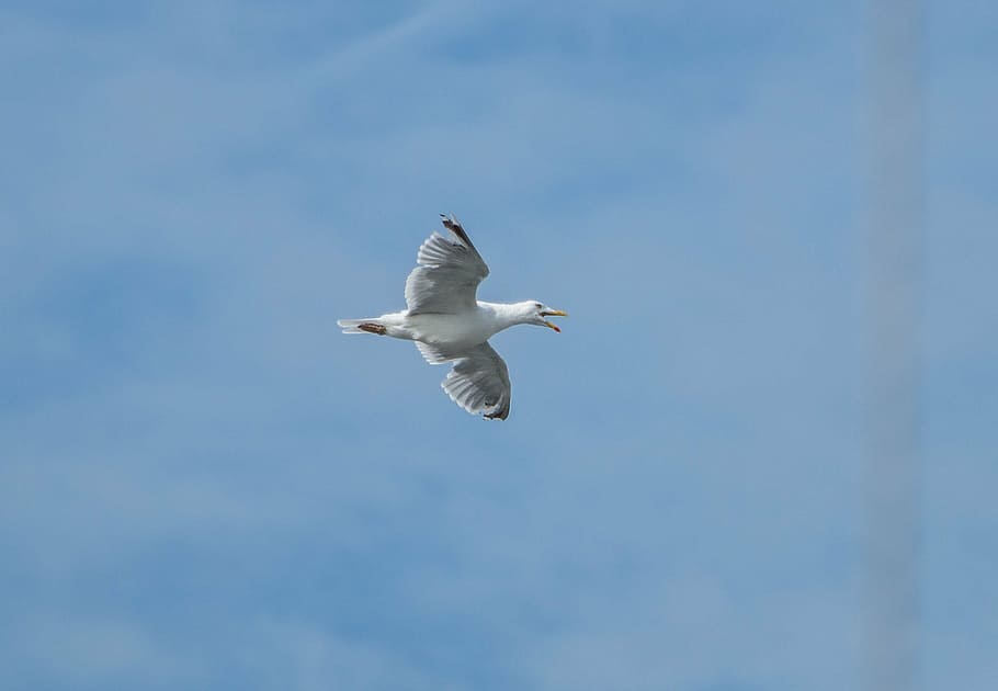 seagull, fly, bird, dom, blue, flying, animal wildlife, animals in the wild HD wallpaper
