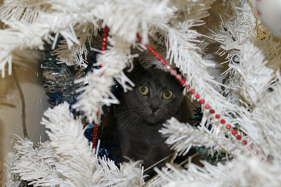 Cat, Grey, Christmas Tree, Hiding, grey cat, decoration, winter HD wallpaper