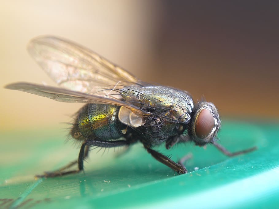 fly, macro, insects, invertebrate, animal themes, animal wildlife HD wallpaper