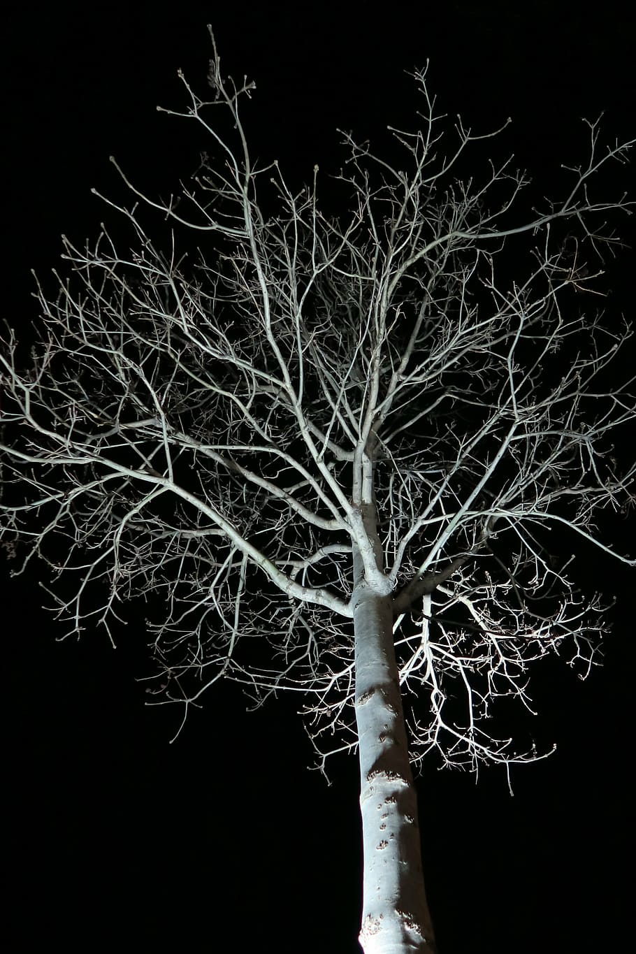 tree, night, dark, aesthetic, darkness, bare tree, plant, branch HD wallpaper