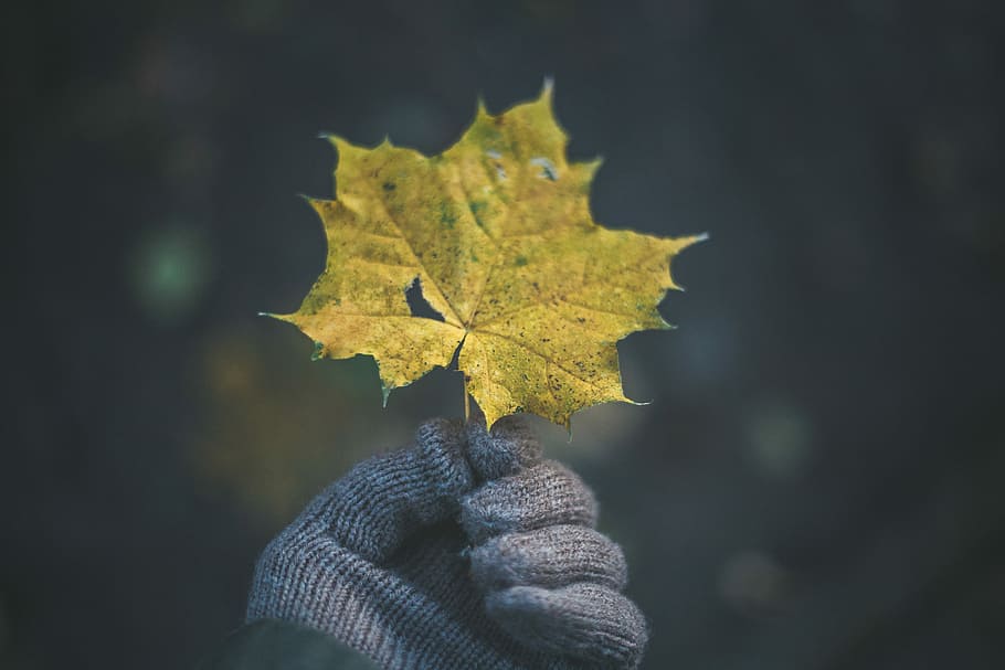 person holding yellow maple leaf, shallow focus photo of person holding yellow leaf HD wallpaper