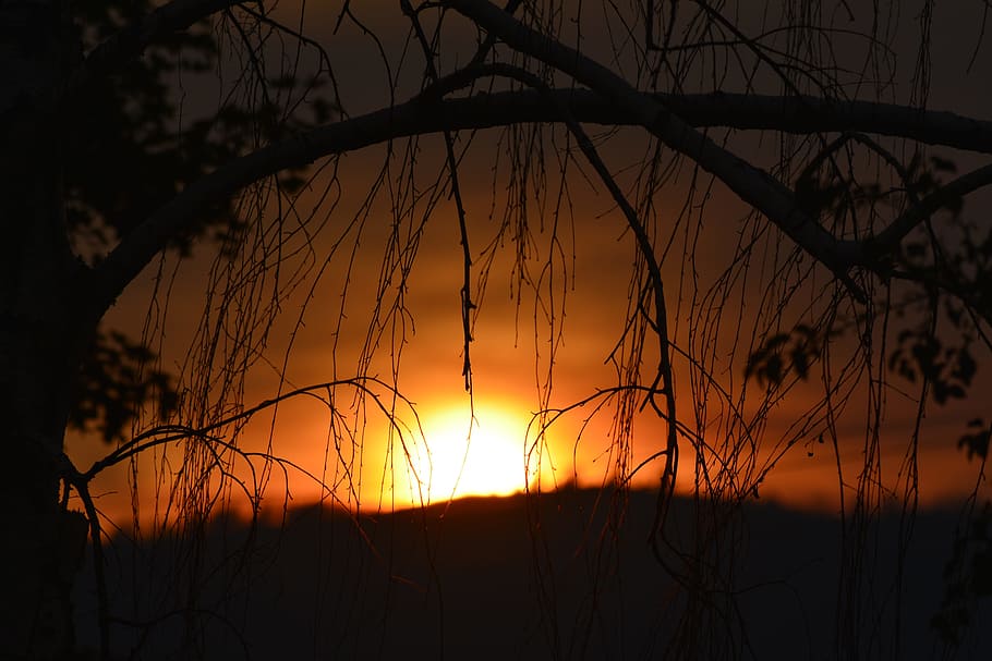 sunset, branch, tree, landscape, sunlight, nature, sky, scenic HD wallpaper