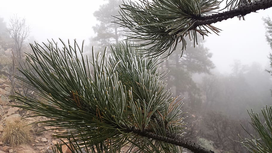 frost, winter, pine, needles, pine needles, snow, cold, season HD wallpaper
