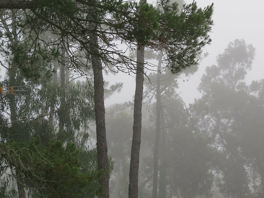 pine forest, fog, tree, plant, tranquility, beauty in nature HD wallpaper