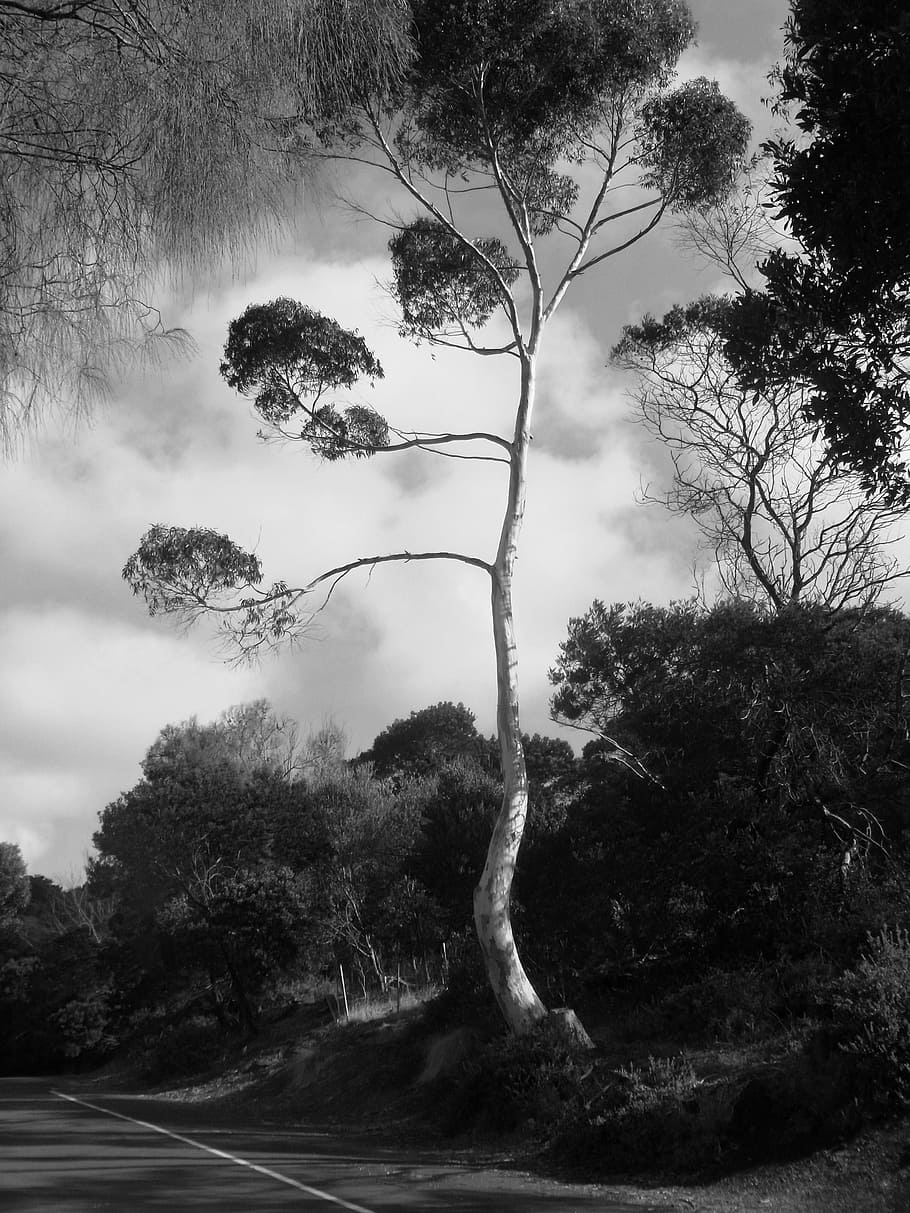 tree, black, white, sky, nature, landscape, plant, growth, no people HD wallpaper