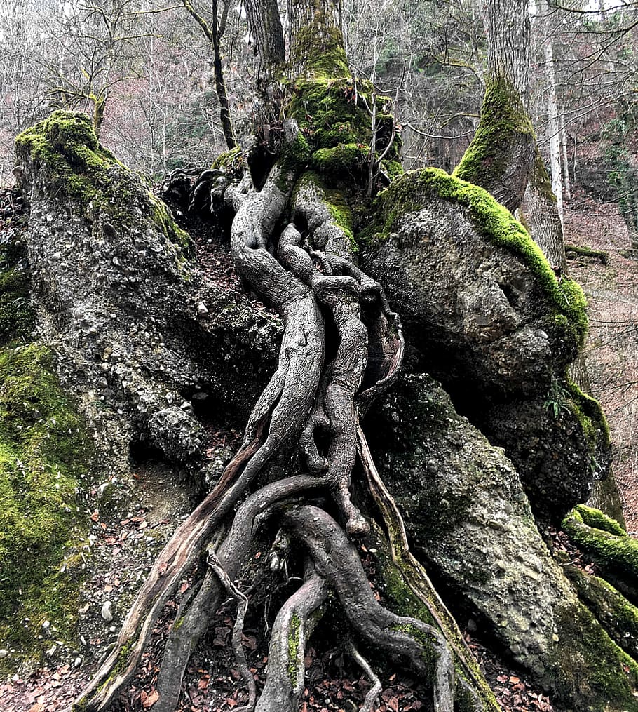 close view of tree roots, nature, log, green, contour, rooted HD wallpaper