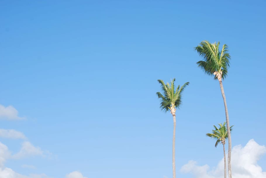 photo of coconut tree during daytime, three coconut trees under blue sky and white clouds at daytime HD wallpaper