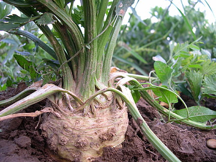 celery-tuber-celeriac-vegetables-thumbnail.jpg