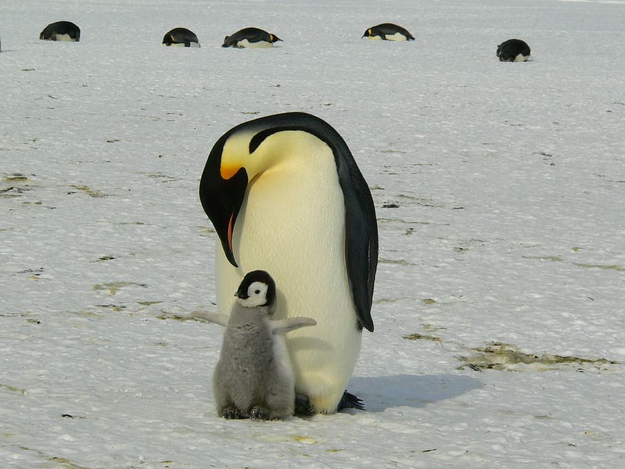 emperor penguin with chick, penguins, antarctic, life, animals