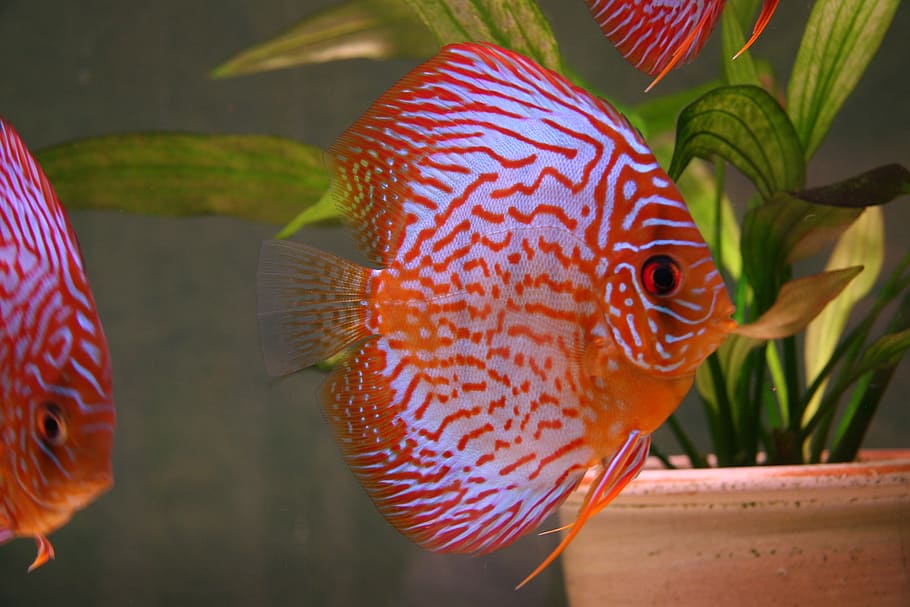 red discus fish, aquarium, animals, animals in the wild, animal themes HD wallpaper