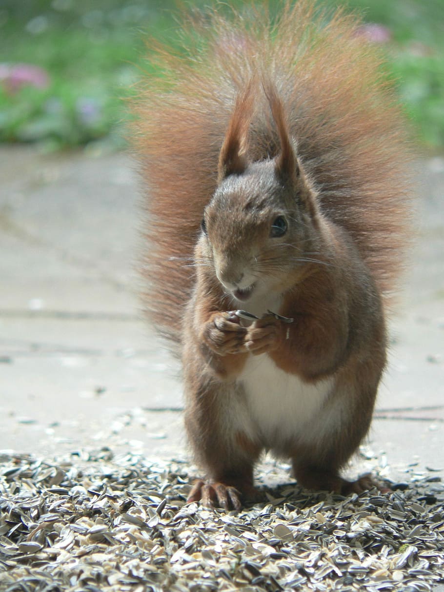 selective focus photo of brown squirrel, close, nature, cute HD wallpaper