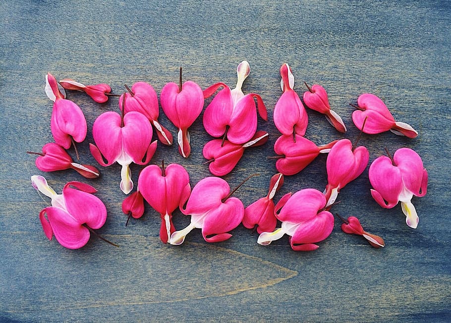 bleeding hearts, spring, flower, plant, floral, garden, pink, HD wallpaper