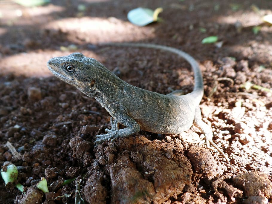 lizard, details, nature, land, beauty, animal themes, animals in the wild HD wallpaper