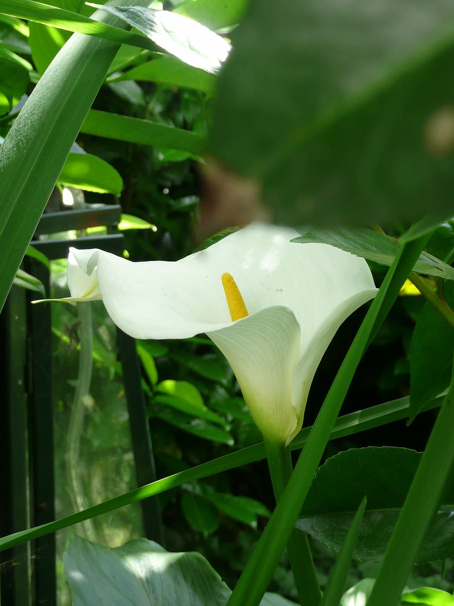 calla, flower, blossom, bloom, white, common calla, nature HD wallpaper