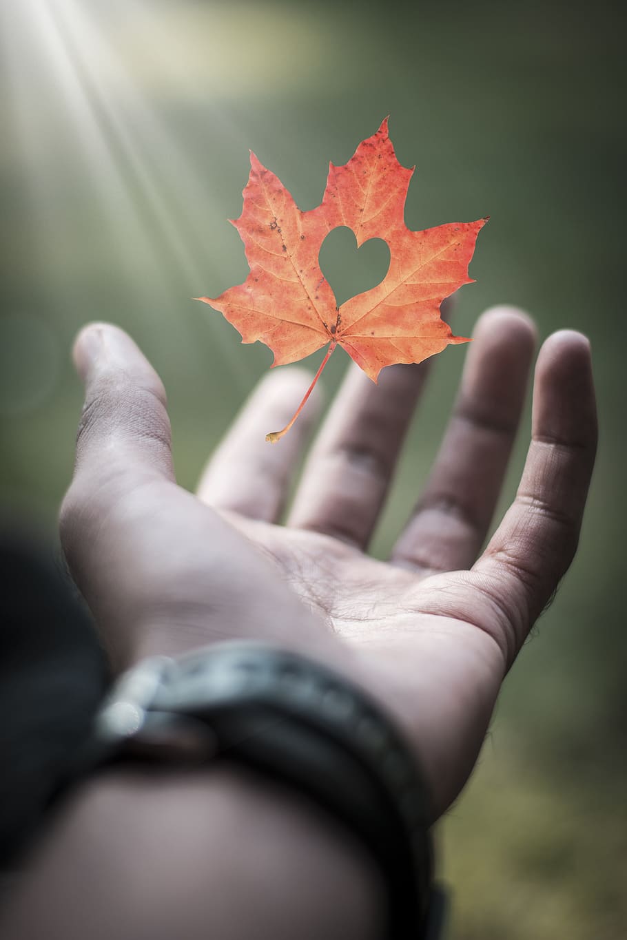 outdoors, nature, leaf, flora, environment, tree, hand, people HD wallpaper