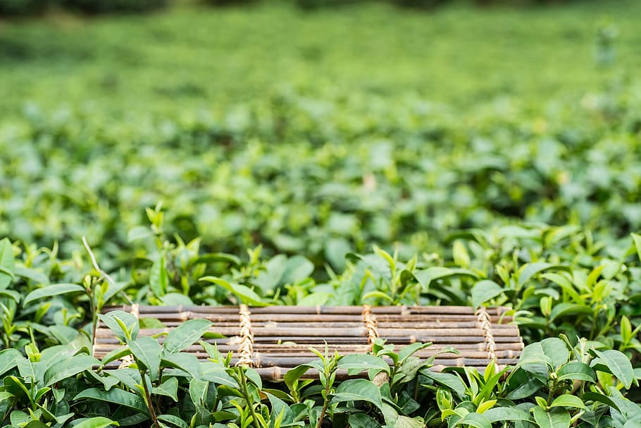 spring, alpine, tea garden, growth, plant, green color, agriculture HD wallpaper