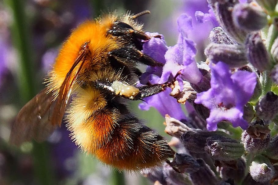 insect, bee, blossom, bloom, pink, close, nature, animals in the wild HD wallpaper