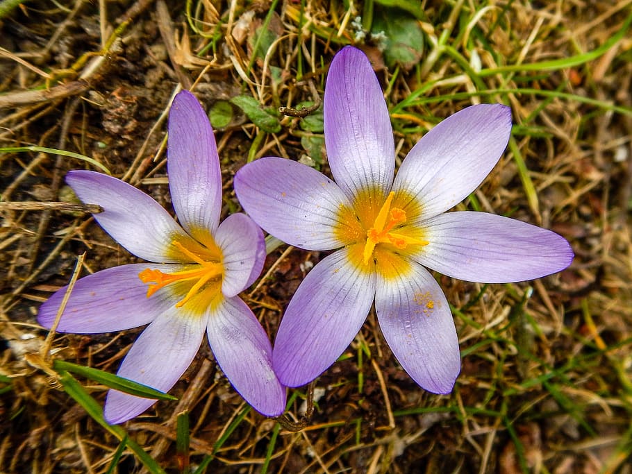crocus, flower, close, spring, flowering plant, petal, freshness HD wallpaper