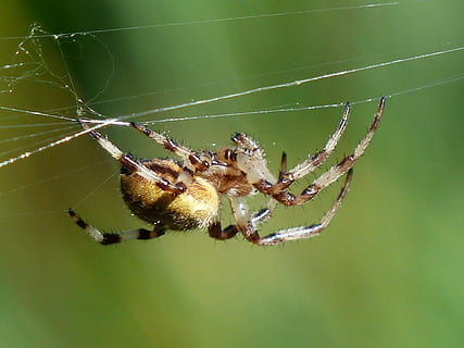 spider, arachnid, bottom, cobweb, oakleaf orb weavers, oakleaf kreuzspinne HD wallpaper