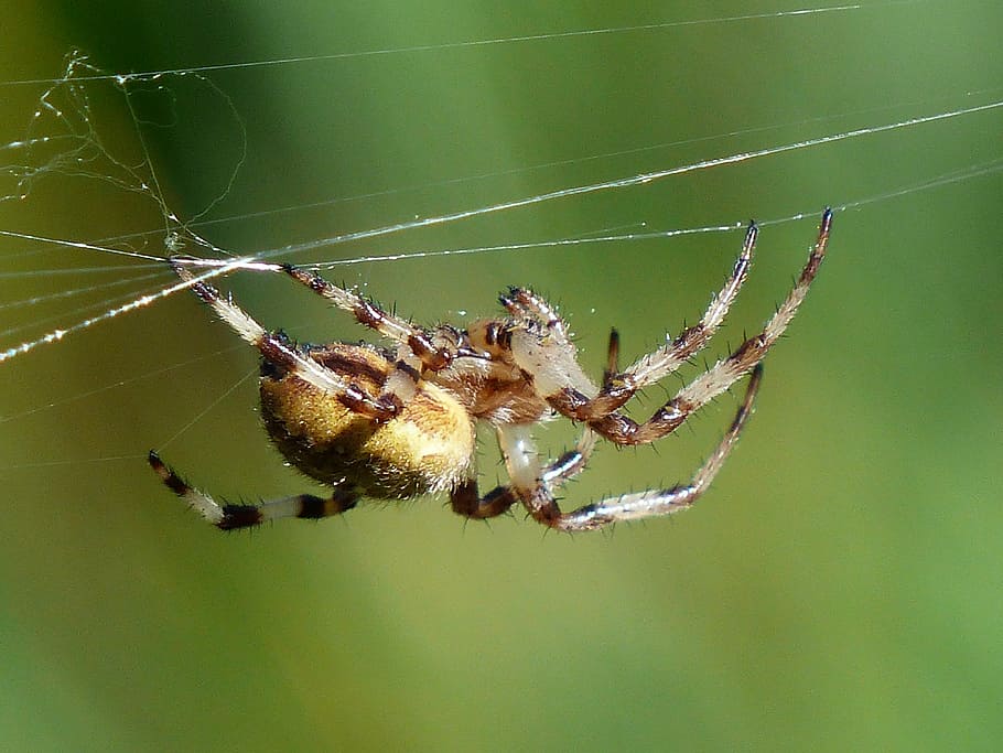 spider, arachnid, bottom, cobweb, oakleaf orb weavers, oakleaf kreuzspinne, HD wallpaper