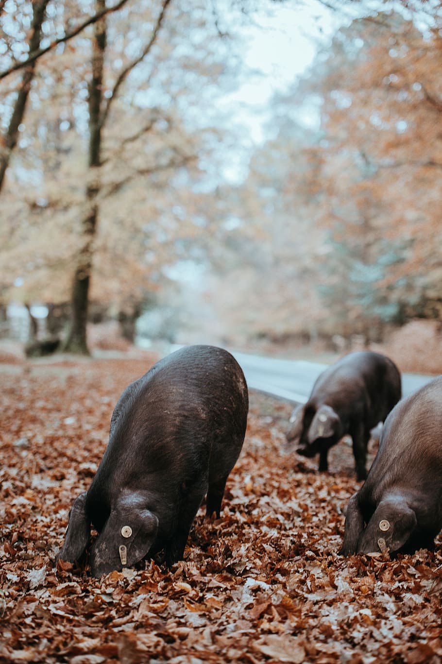 Foraging black pig in Autumn, three boards on dried leaves ground HD wallpaper