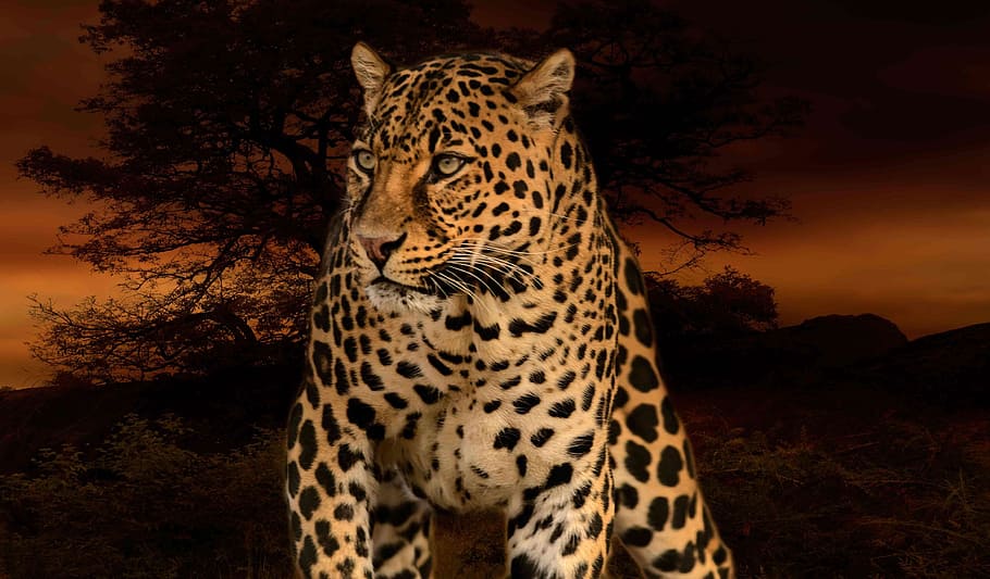 leopard photo, hunter, predator, rosettes, wild, nature, africa HD wallpaper