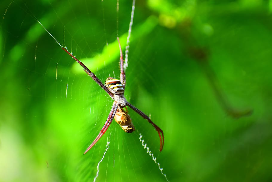 nature, insect, outdoors, spider, animal themes, animals in the wild HD wallpaper