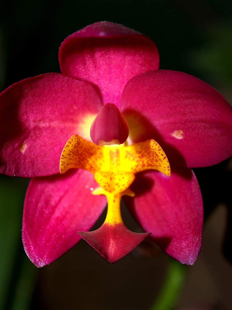 orchid, flower, bright, violet, flora, growth, decoration, bud HD wallpaper