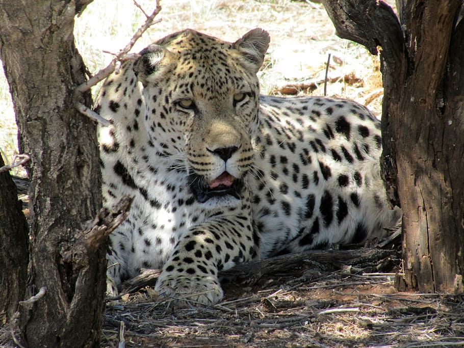 namibia, leopard, wildcat, africa, safari, animal, concerns HD wallpaper