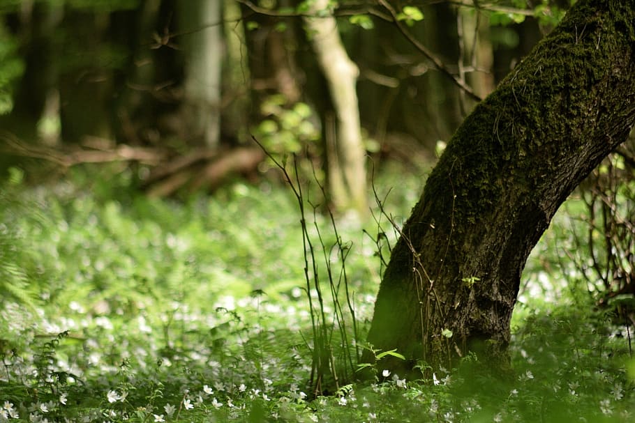forest, spring, flowers, green, tree, foliage, plant, land HD wallpaper