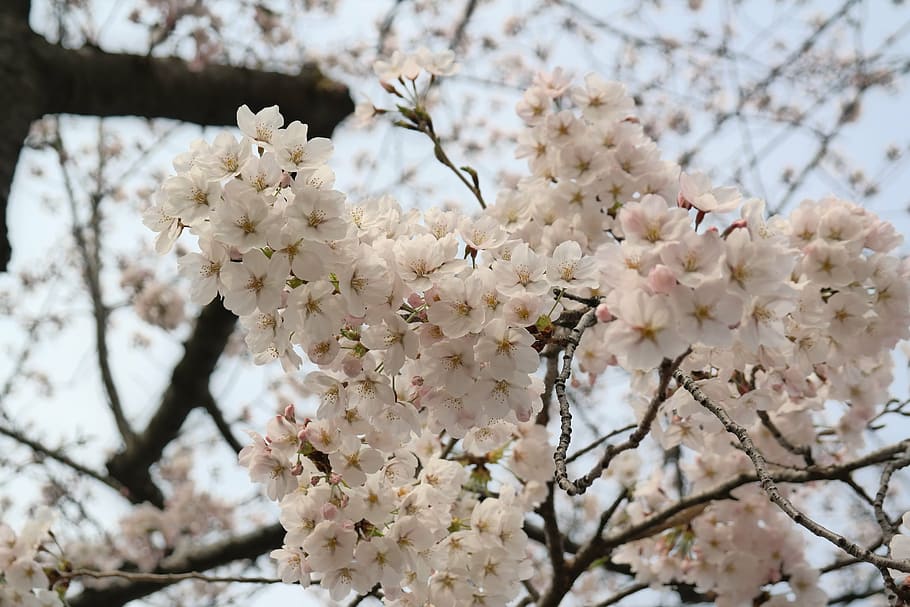 flower, spring, tree, fragility, flowering plant, blossom, vulnerability HD wallpaper