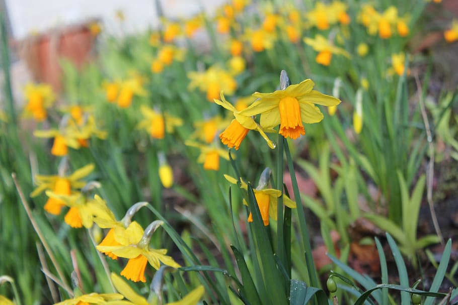 daffodils, flowers, flower bed, blossom, bloom, plant, nature HD wallpaper