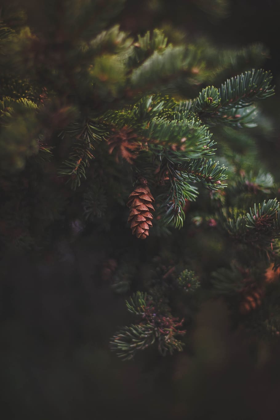nature, branches, blur, leaves, close-up, colors, evergreen, outdoors HD wallpaper