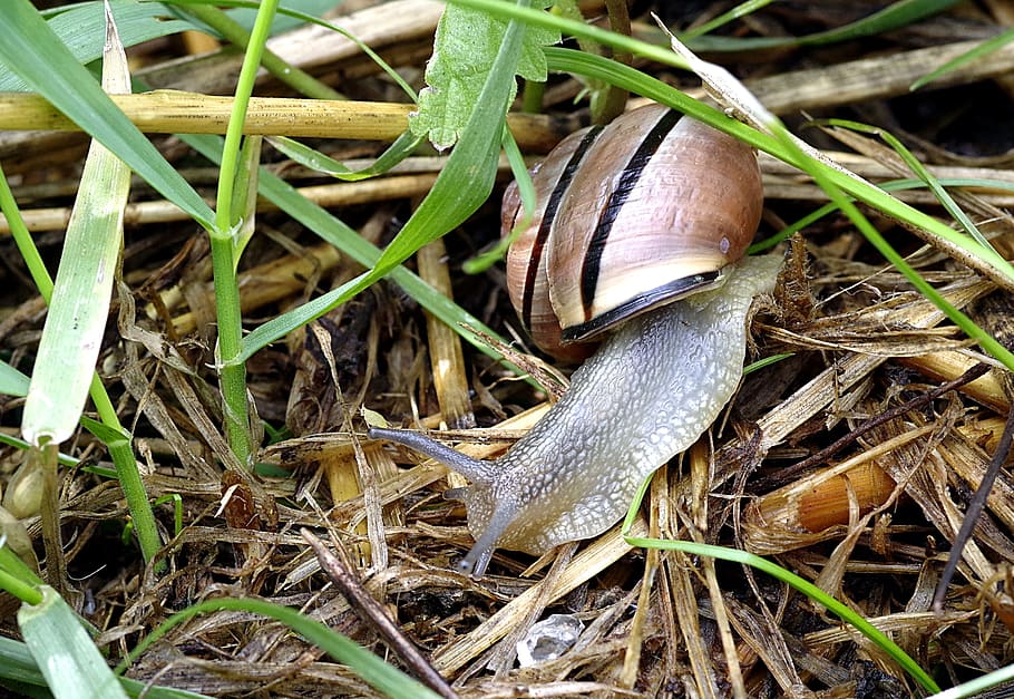 Snail, Pest, Colored, Strips, molluscum, grass, green, garden