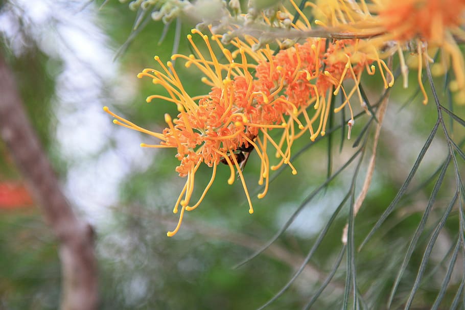 nature, sky, sun, plant, leaf, red, close-up, flower, flowering plant HD wallpaper