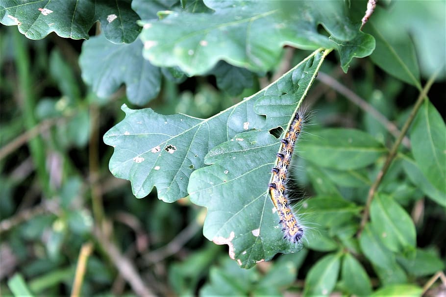 caterpillar, leaf, nature, yellow, plant part, growth, green color HD wallpaper