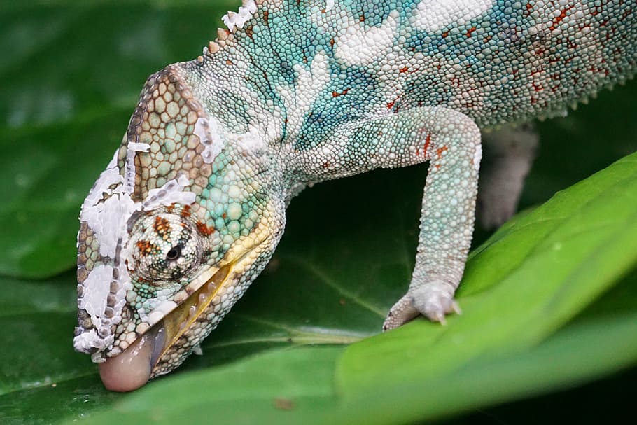 Chameleon drinking outlet system