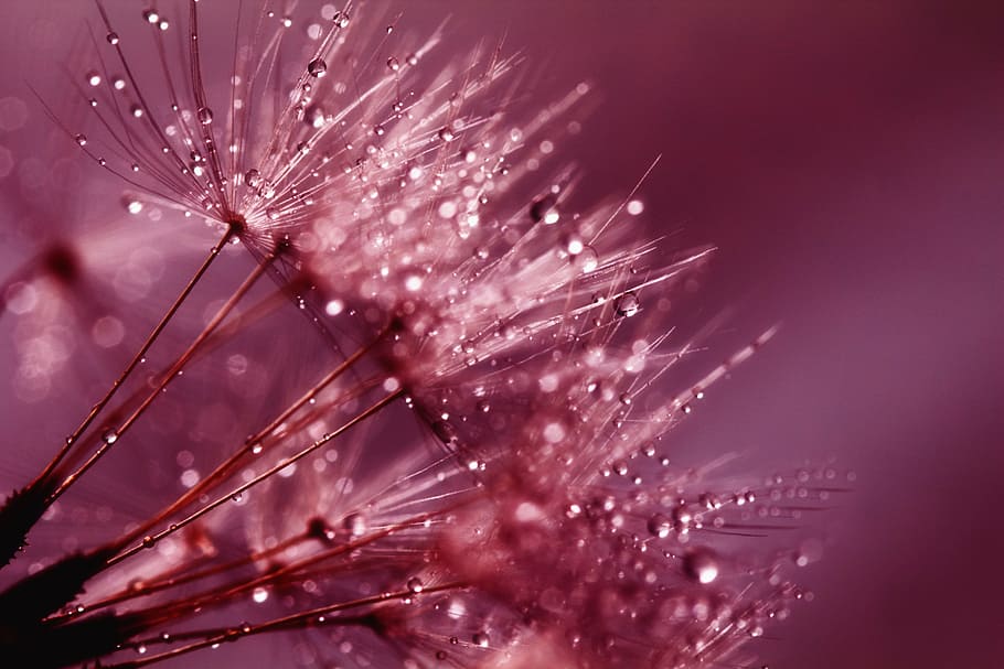 close up photo of dandelion with water drops, seeds, pink, purple
