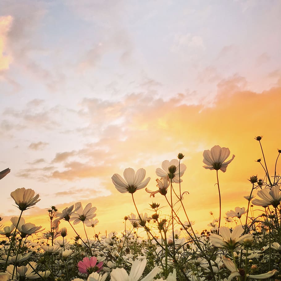 low angle photo of cosmos flowers, sunset, spring, flowering plant HD wallpaper